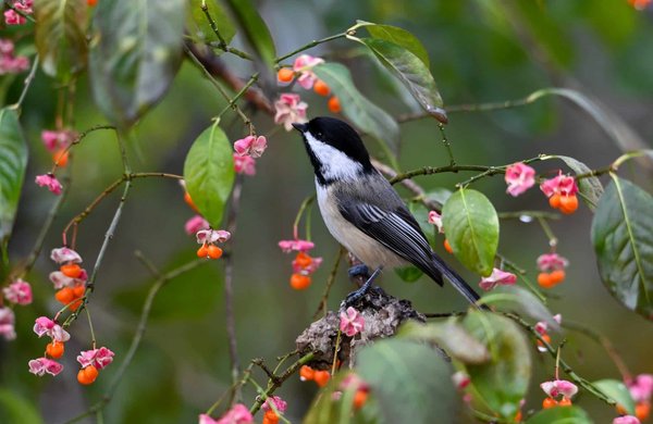 L'importance de l'éducation environnementale dans les écoles